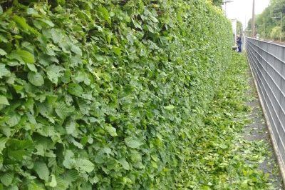 Heckenschnitt Geschnittene Hecke